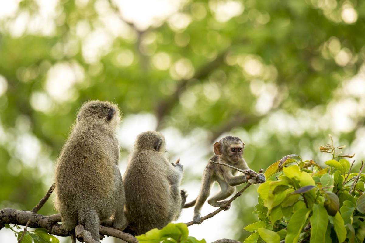 Monkey Rehabilitation