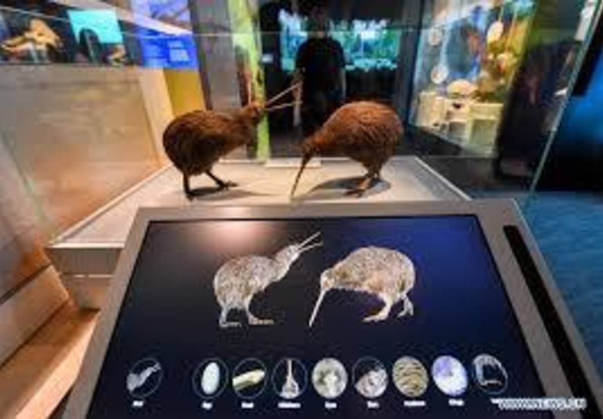 Experience New Zealand