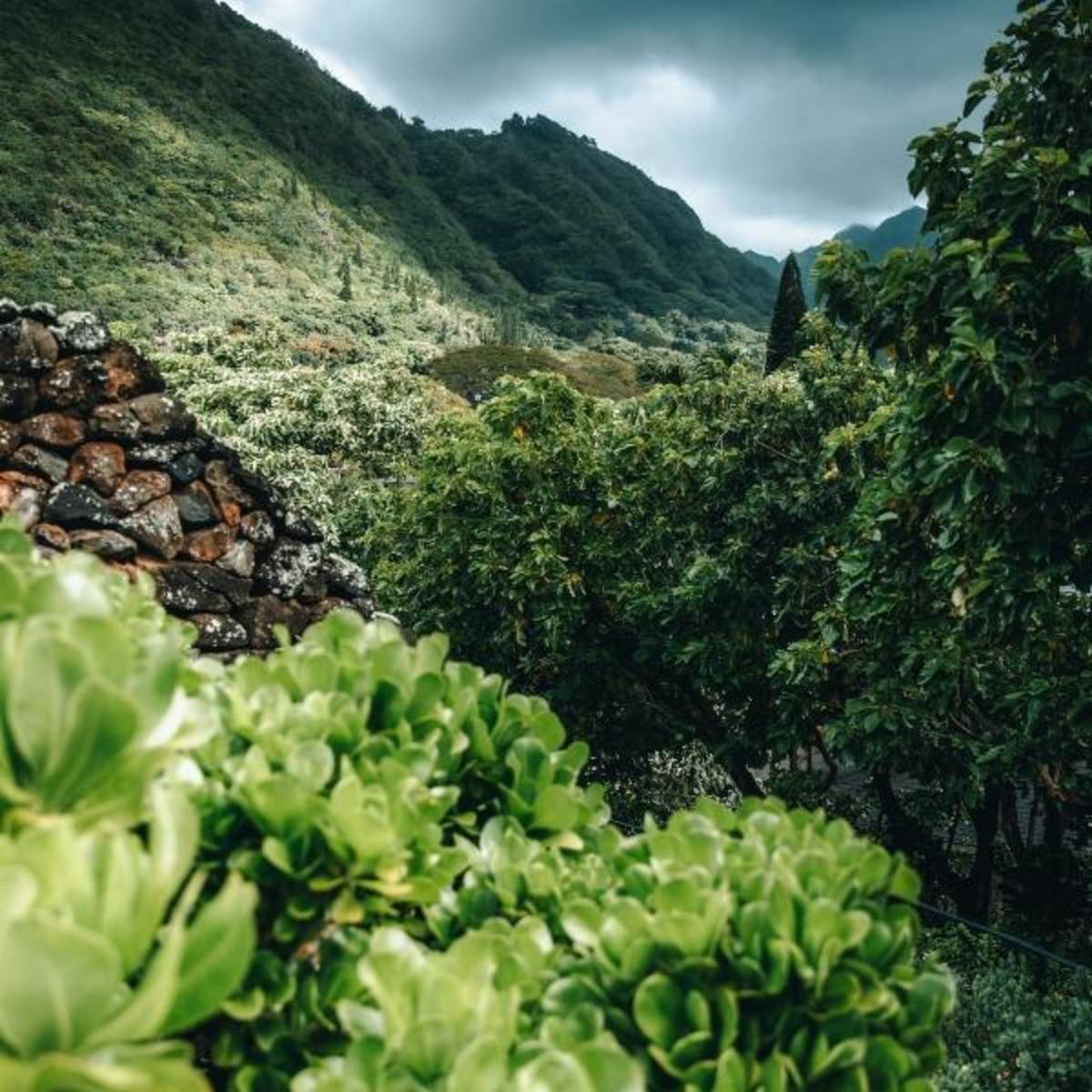 Nature in Hawaii