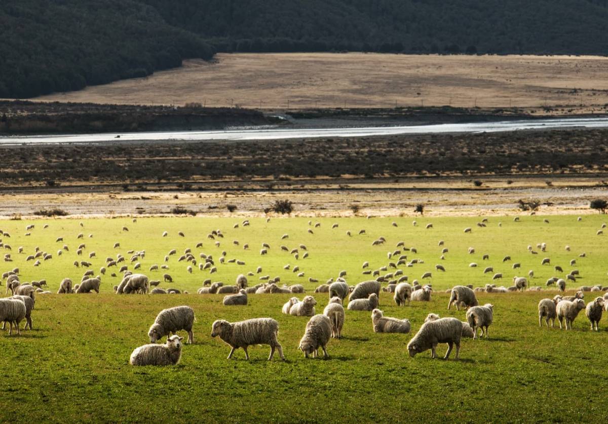New Zealand