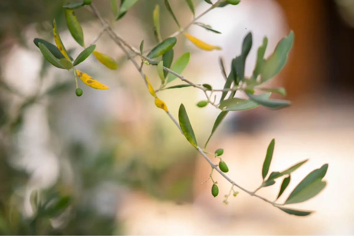 Olive branch