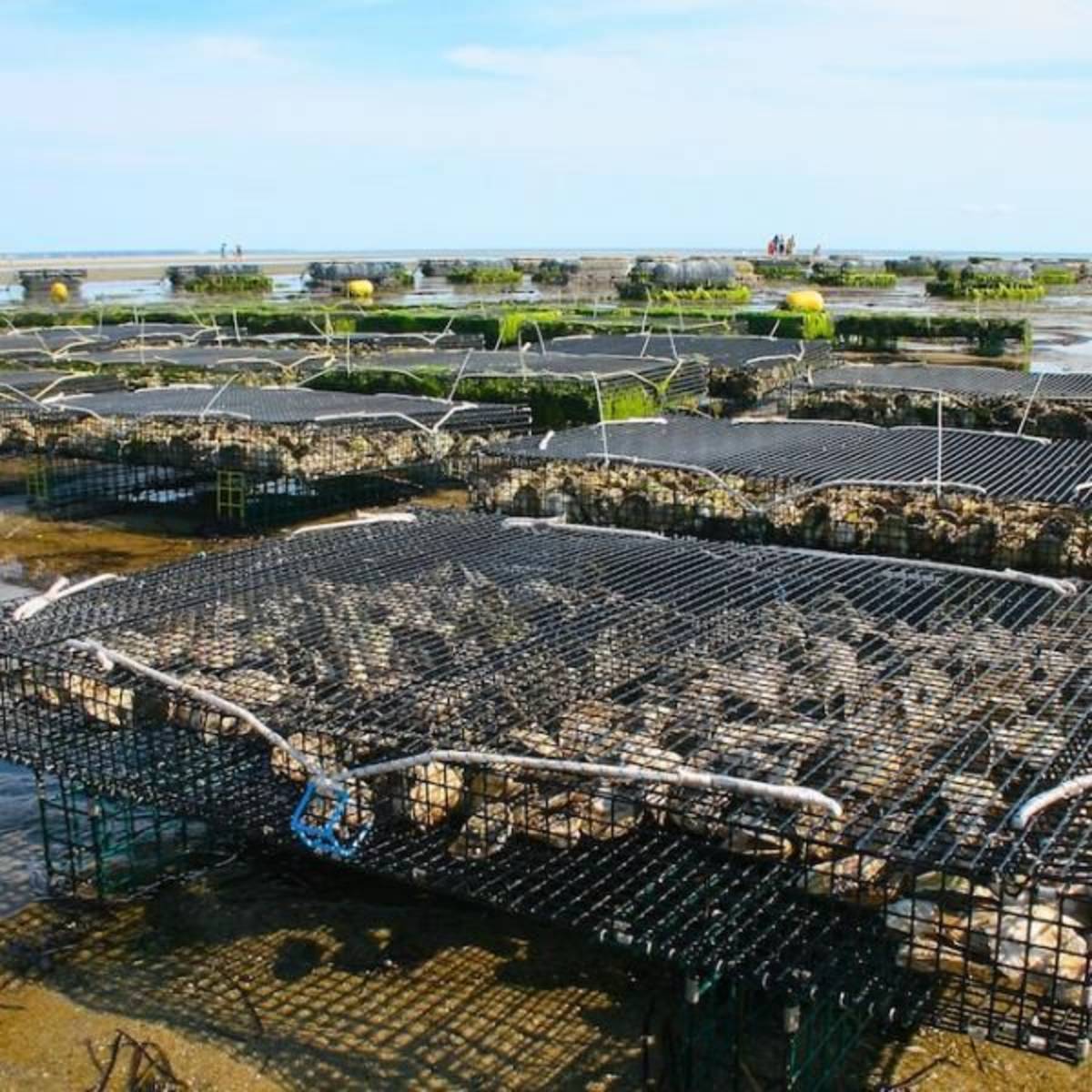 Aquaculture