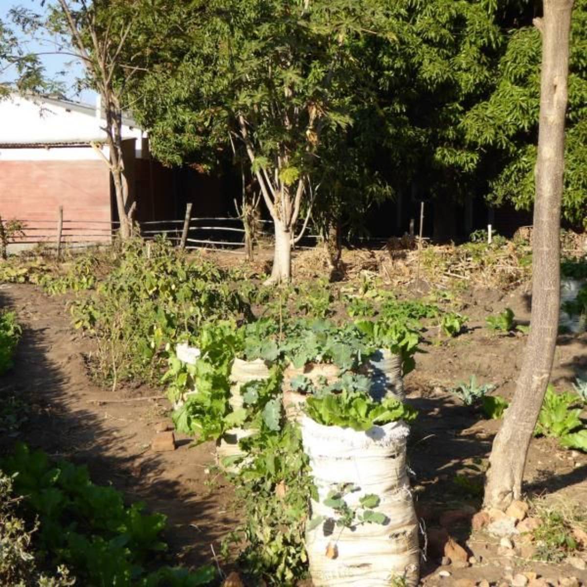 Volunteer in Agriculture