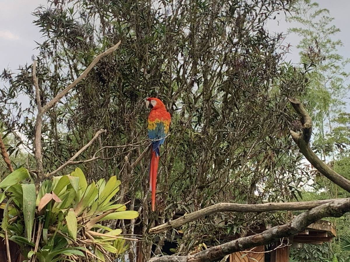 parrot