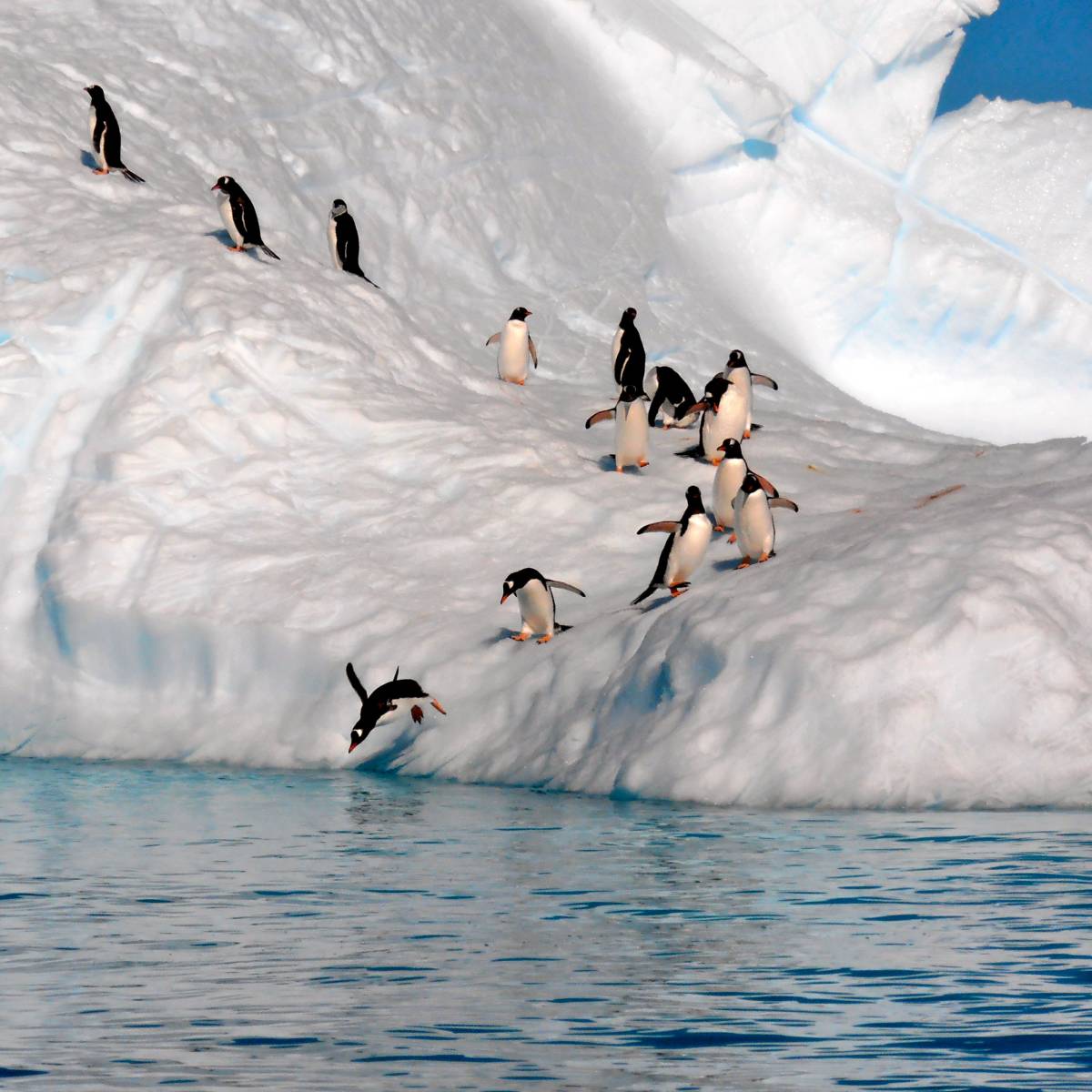 Penguin parade Antarctica