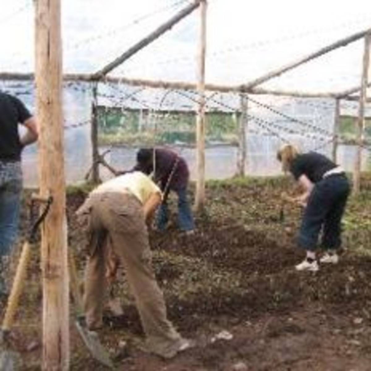 People working in a greenhouse, tending to plants & using tools to maintain their growth and health