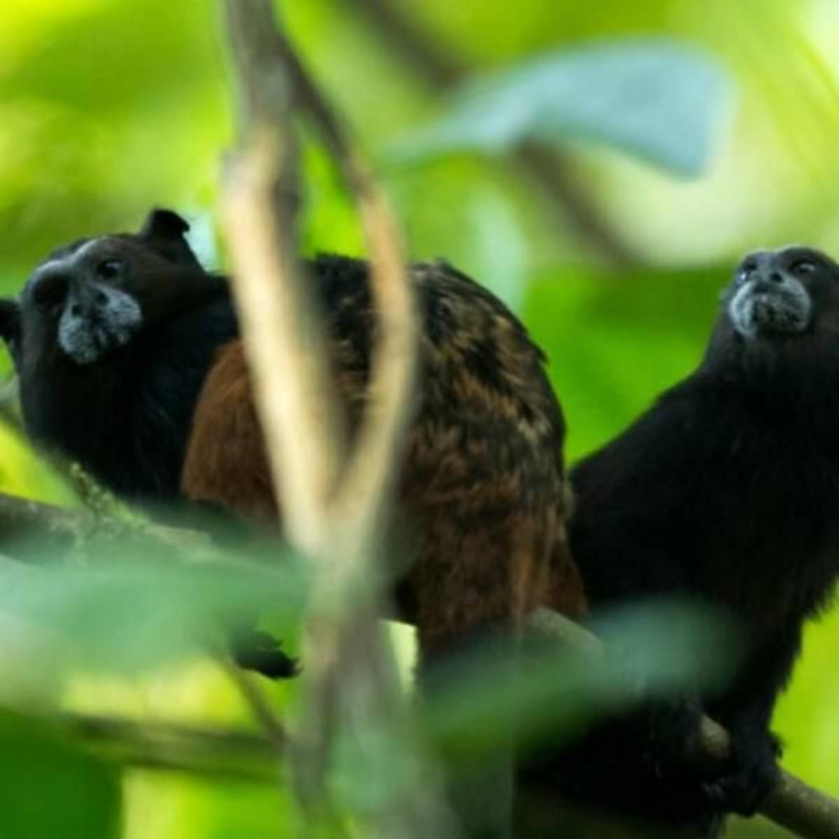 GoEco - Amazon Conservation and Machu Picchu Expedition