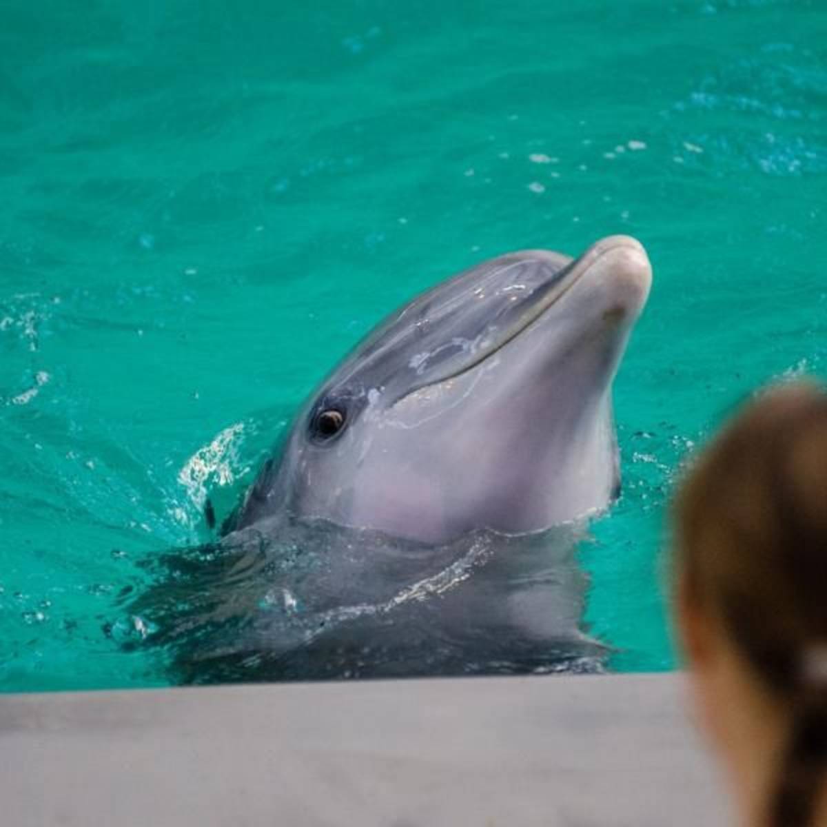 Aquarium Internship