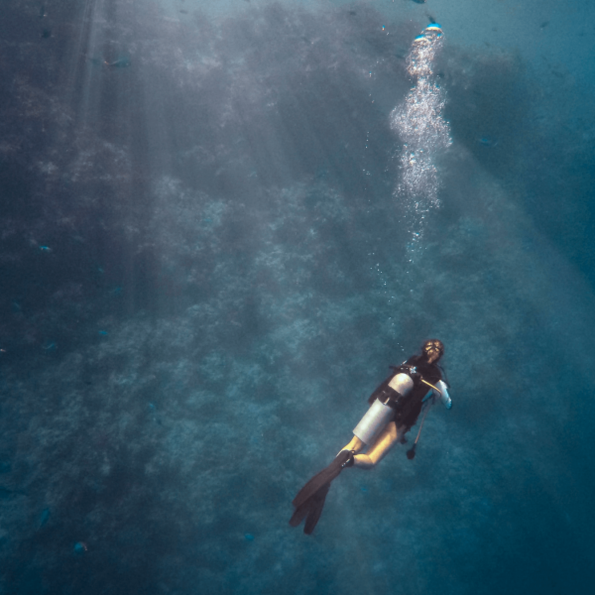 Dive in the ocean