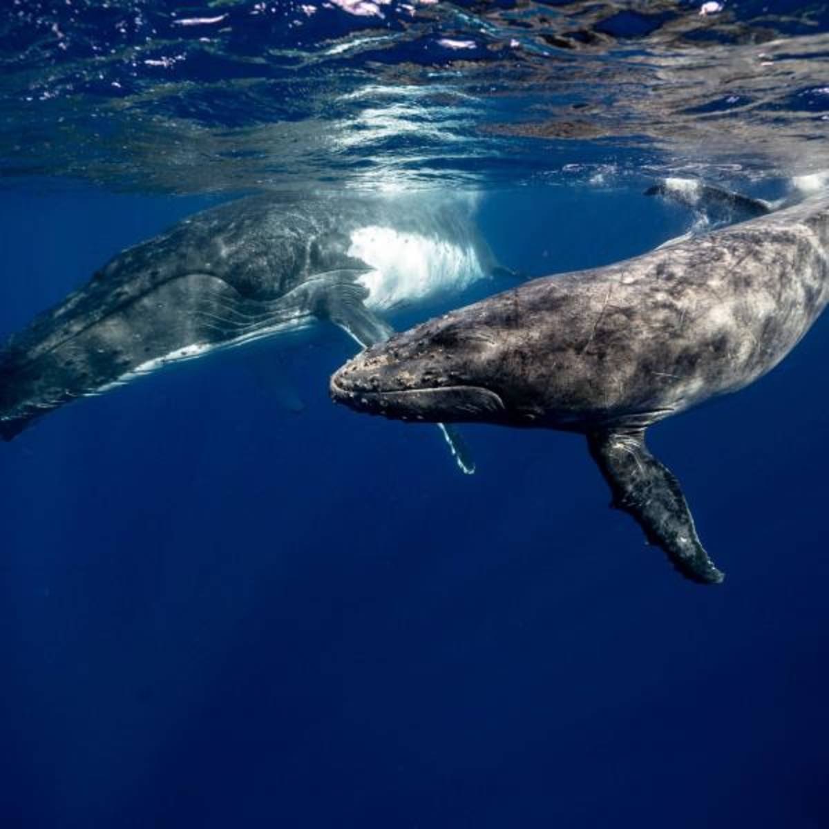 Beautiful Marine Life