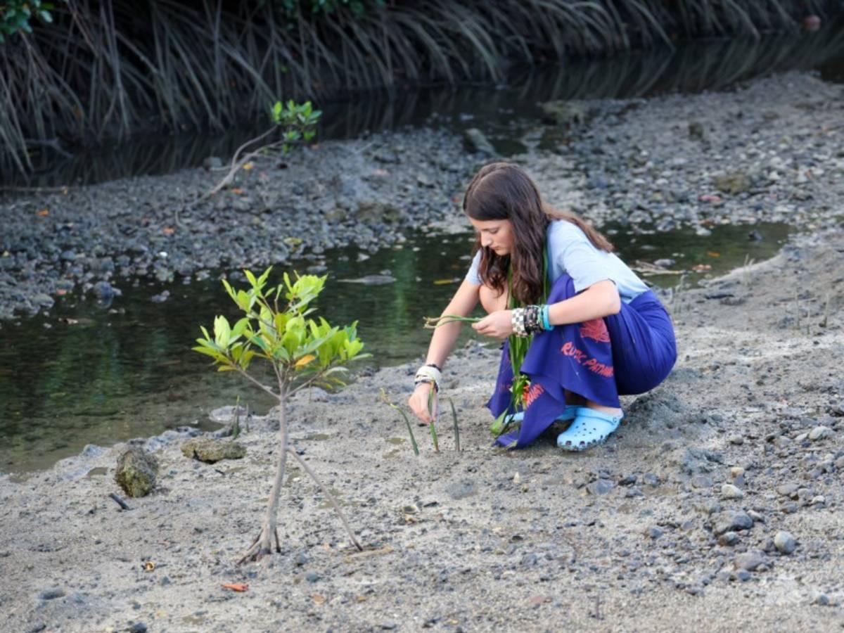 Planting mangroves