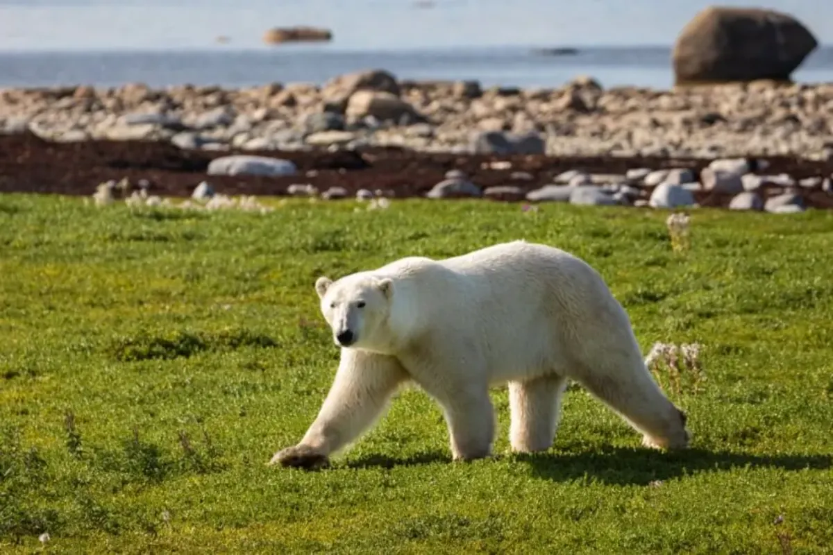 Polar bear 