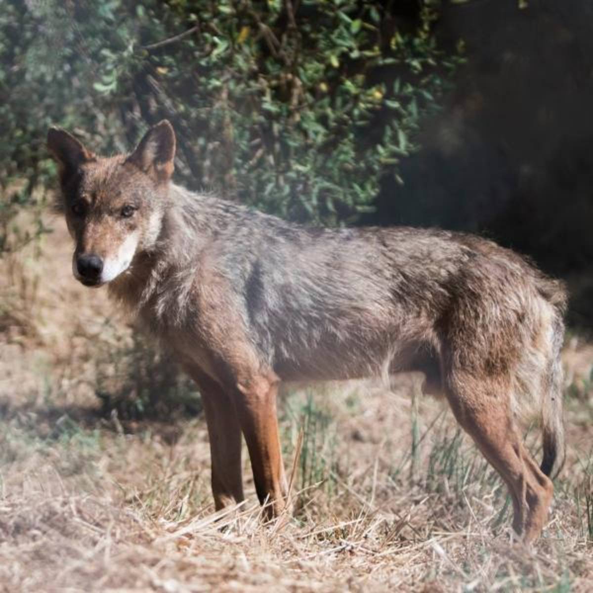 Volunteer in Wolf Conservation with IVHQ in Portugal