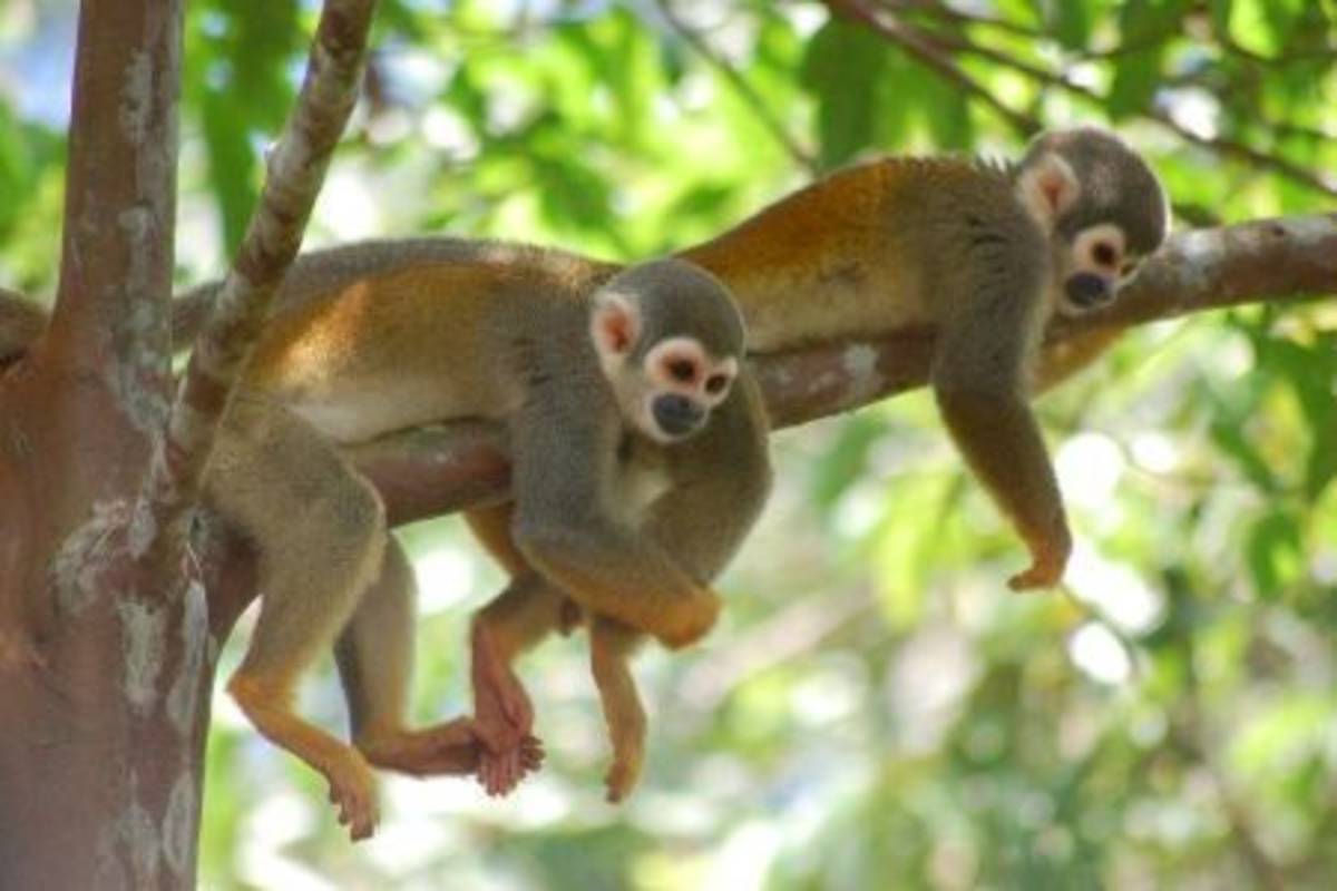 Primates