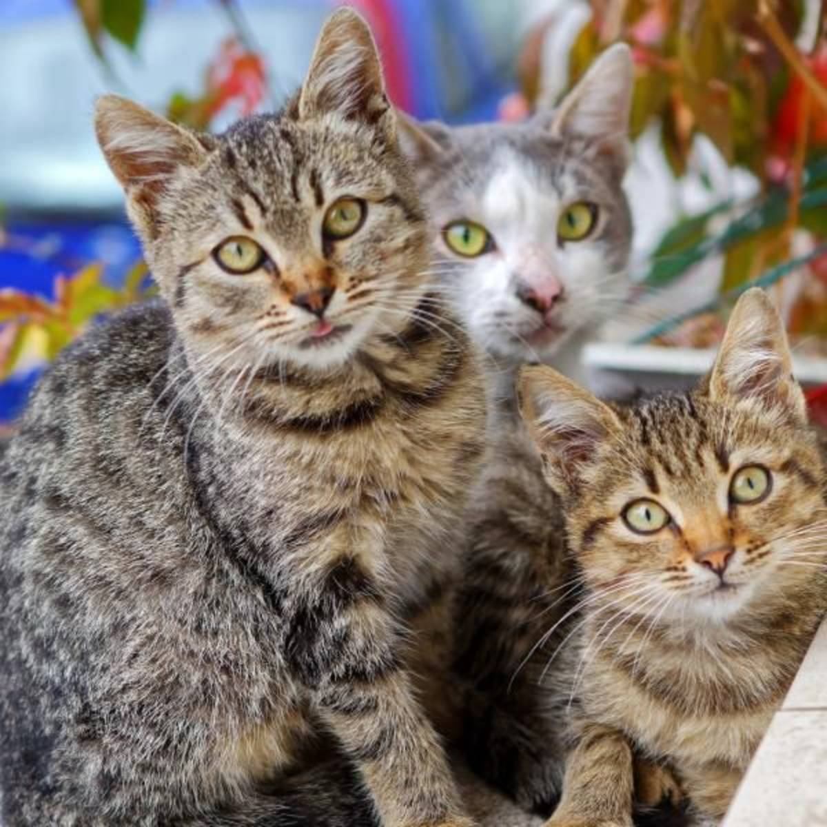 Three cats