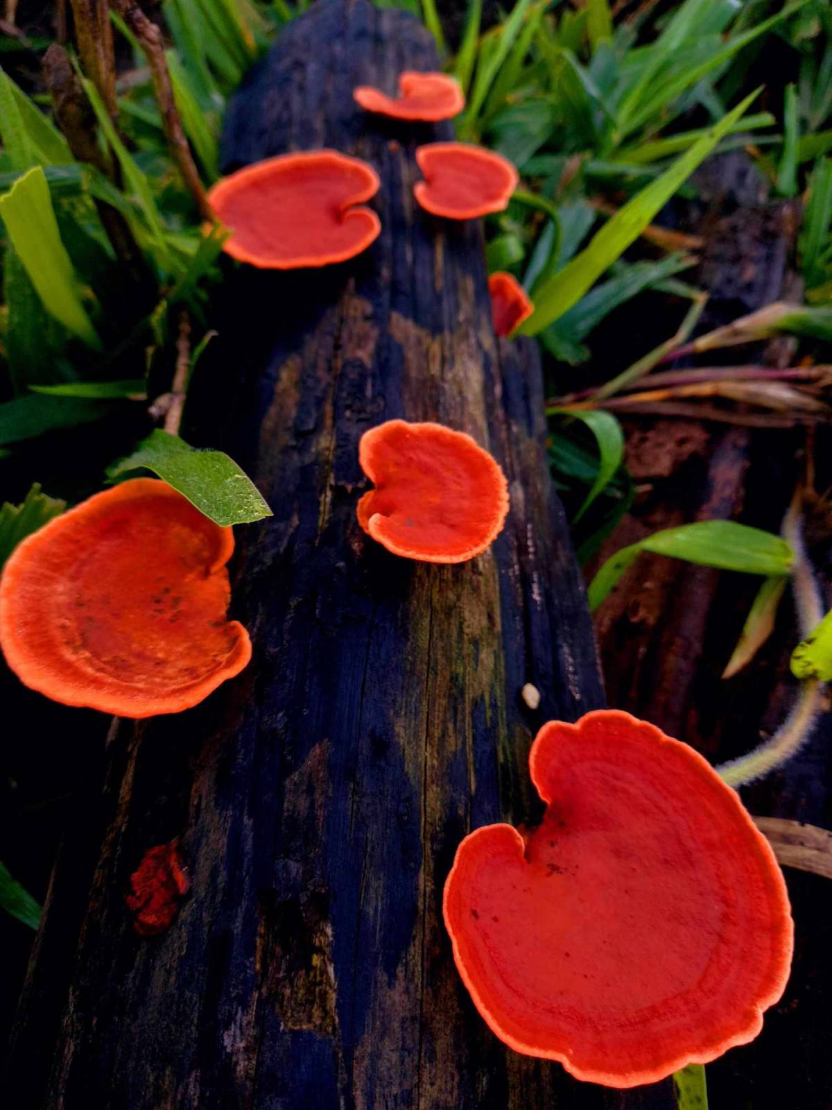 Pycnoporus sanguineus