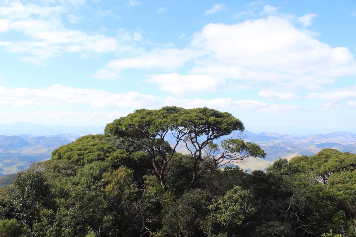 Rainforest Conservation Research Internship in Brazil