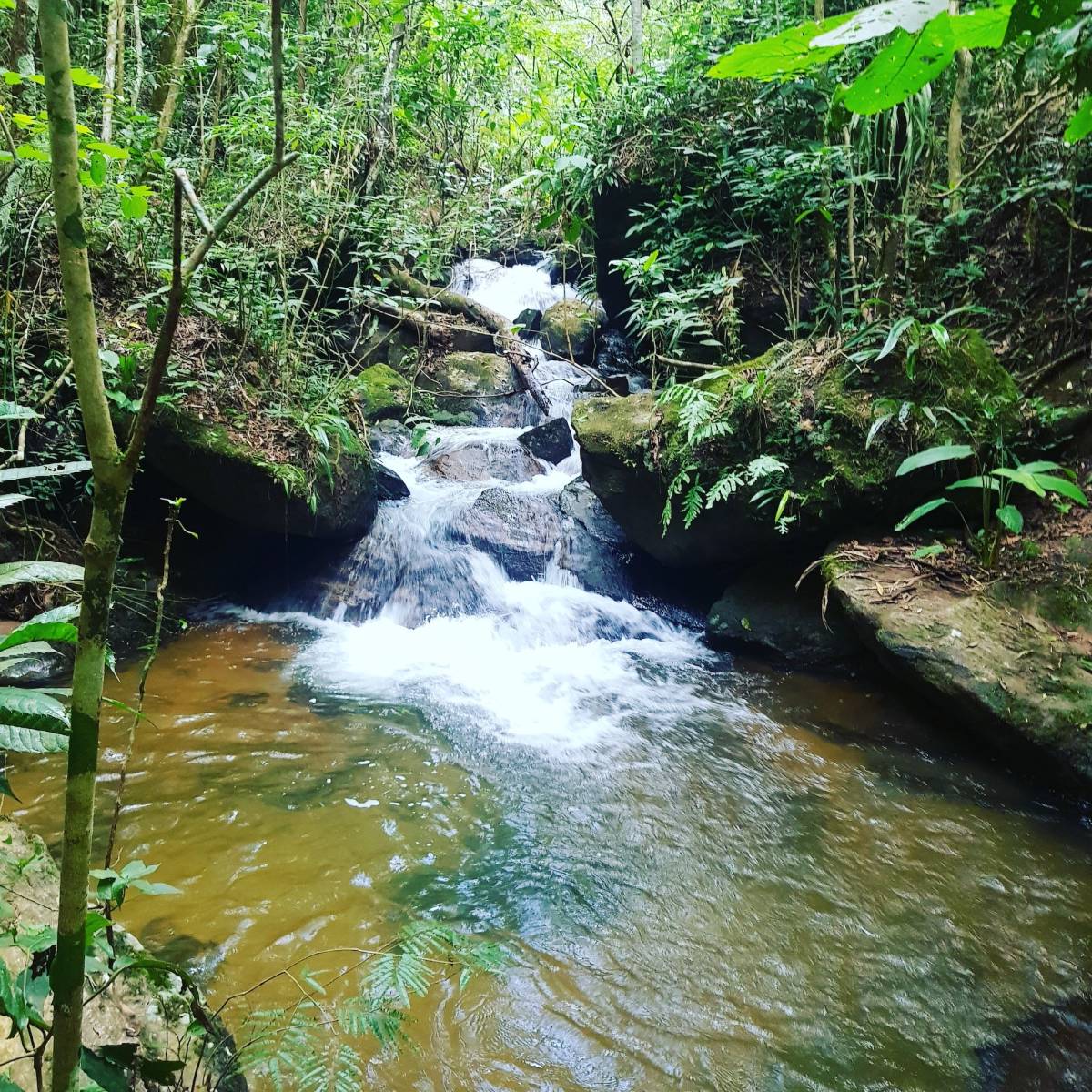 Rainforest Conservation Research Internship in Brazil