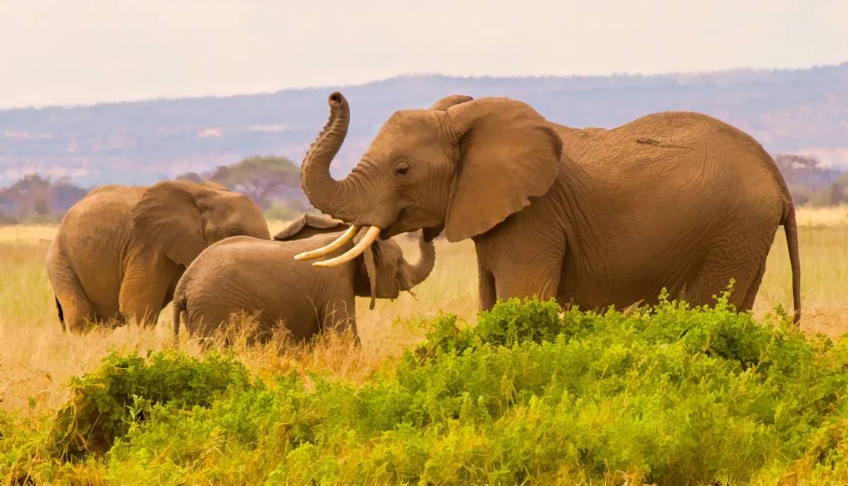 Red elephant at Tsavo east National Park