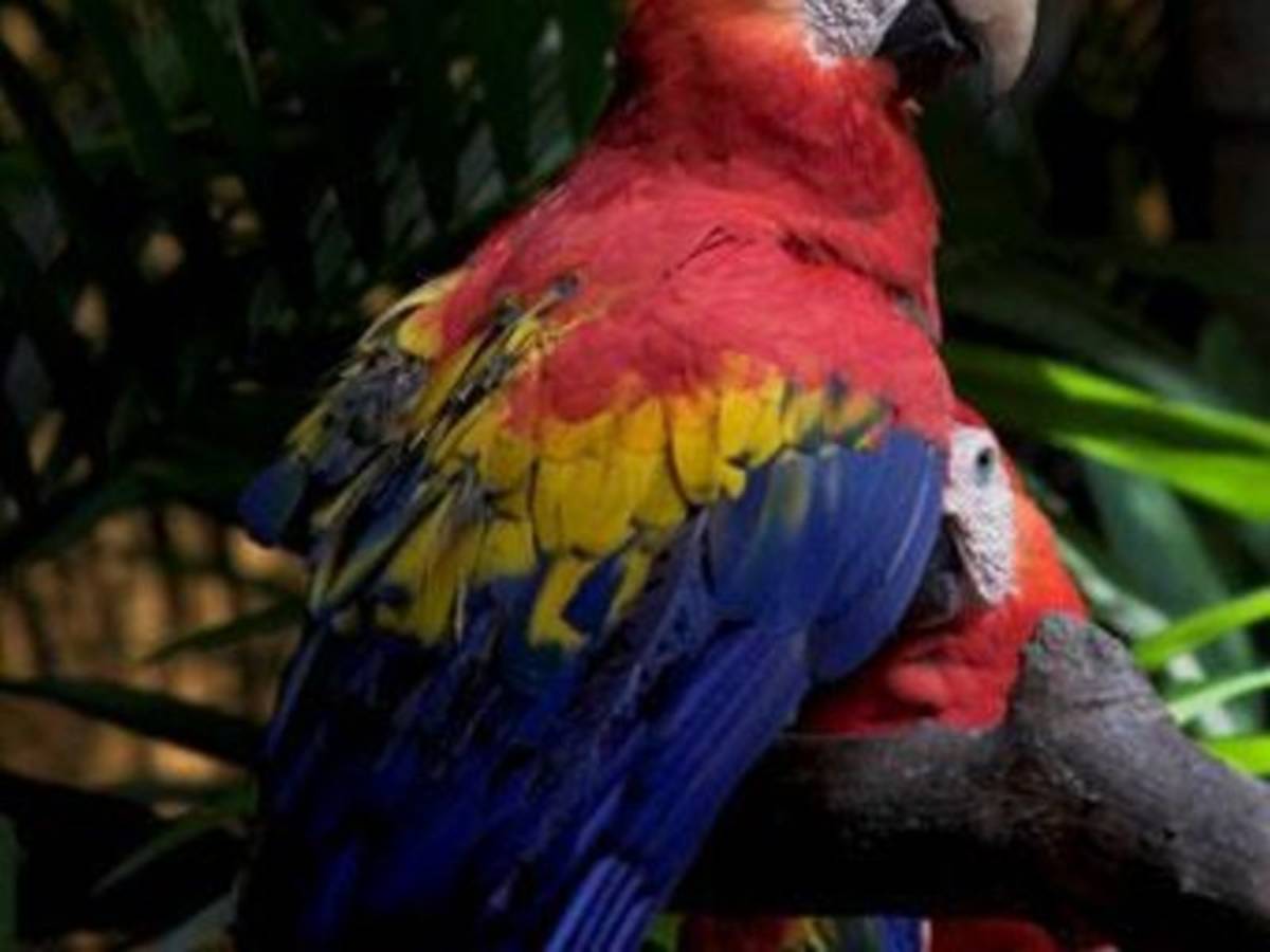 red parrot