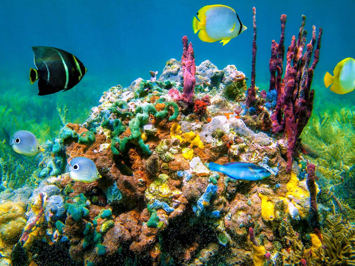Reef in Panama