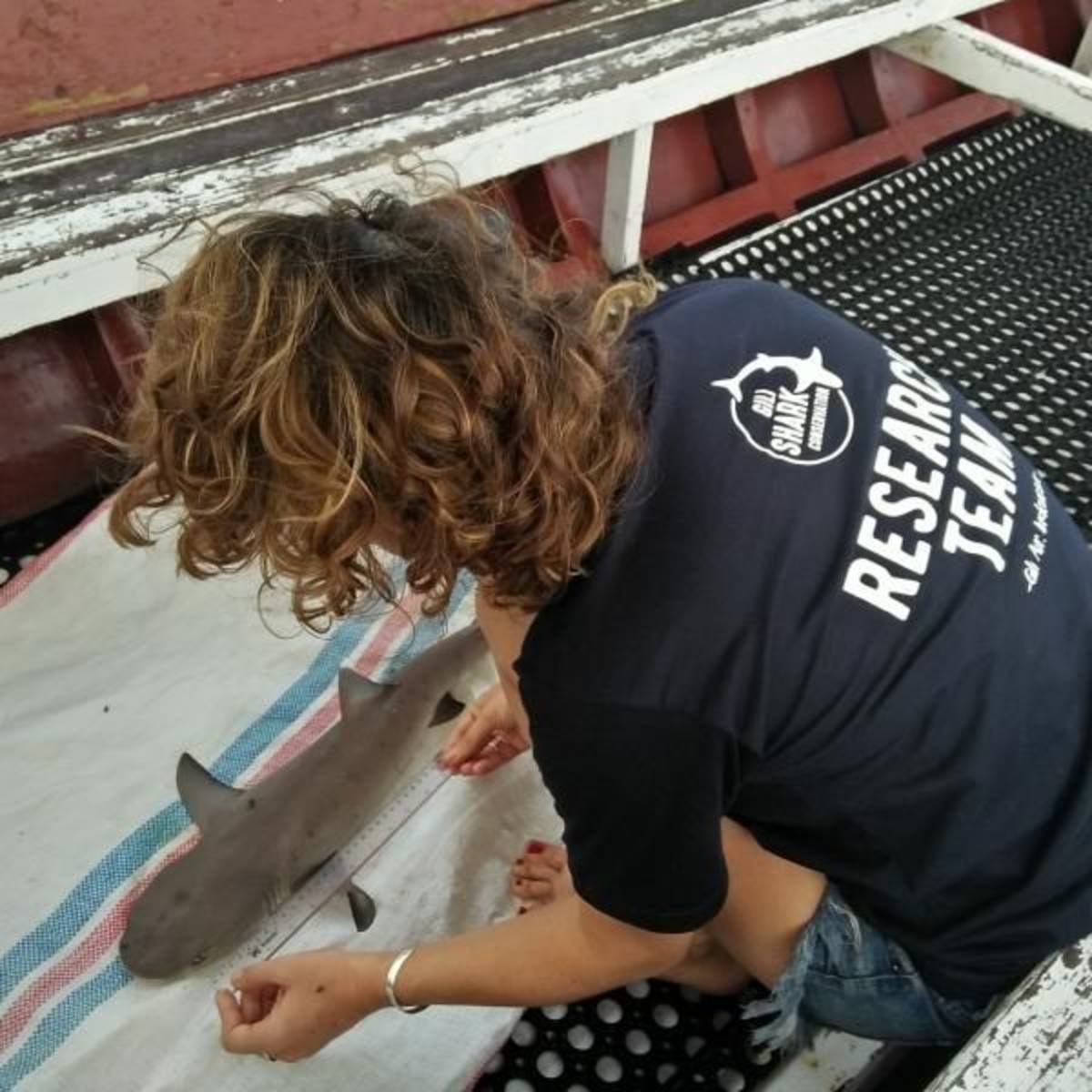 Researching the death of a baby white tip reef shark