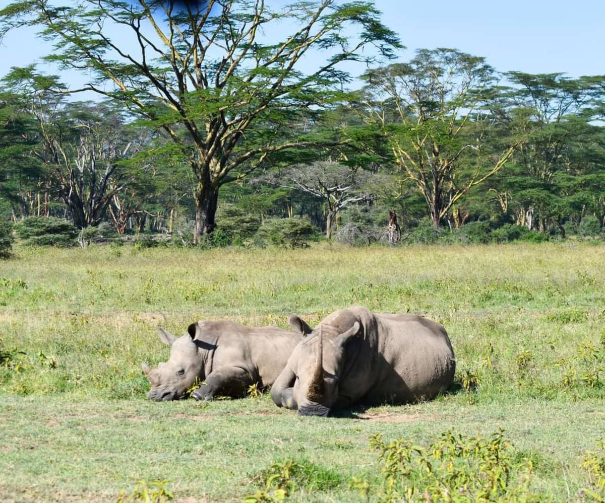 Rhino at Lake Nakuru National park