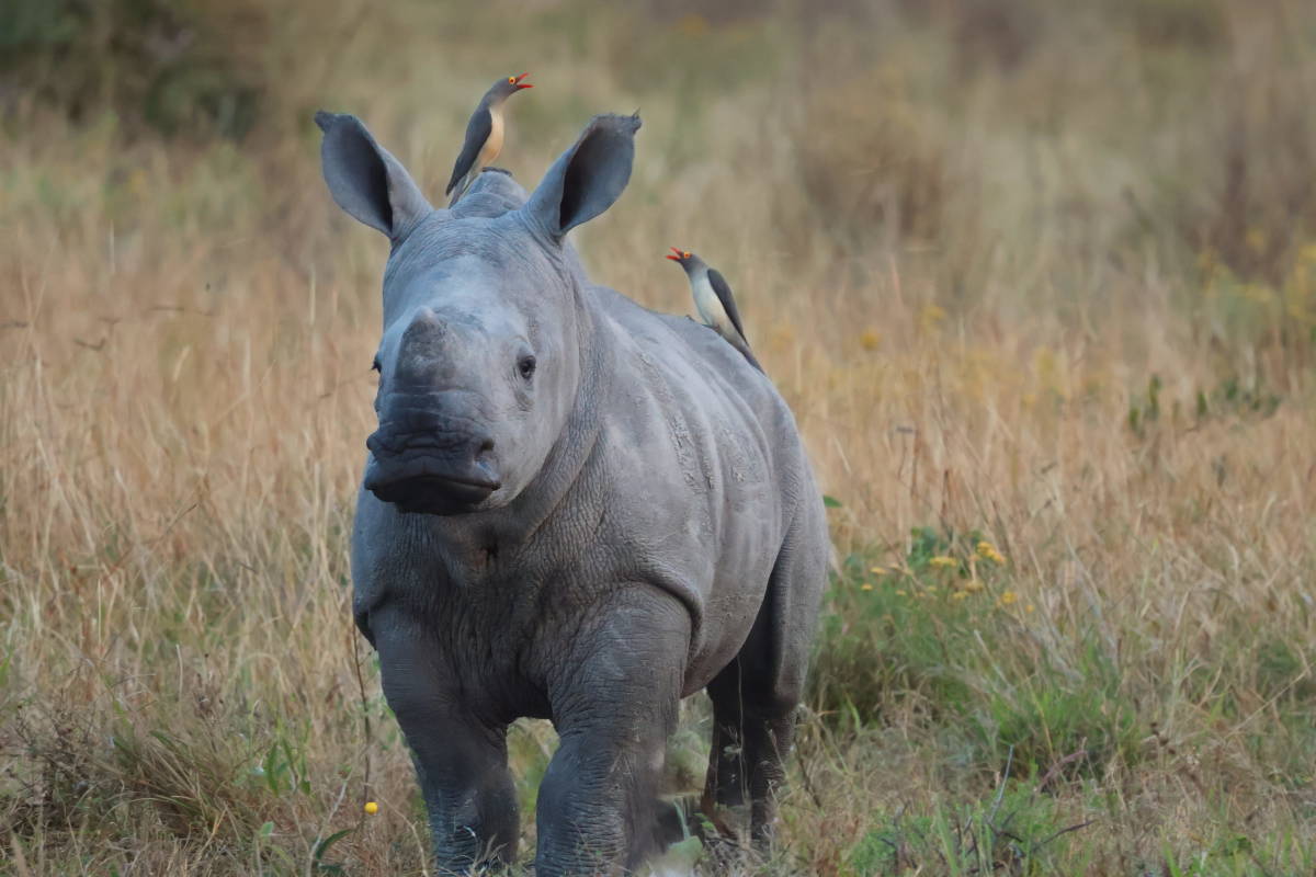 Rhino calf with Oxpecker birds on its back in the African bush