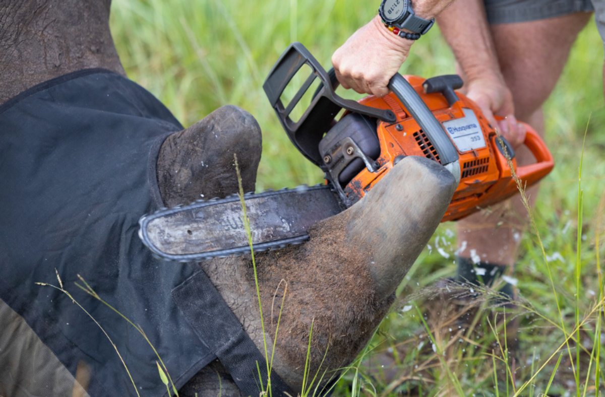 Rhino horn trimming done for anti-poaching purposes by qualified professional