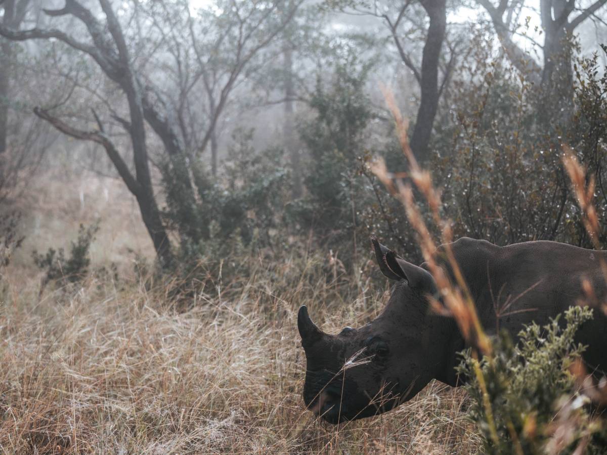 Rhino in the wild