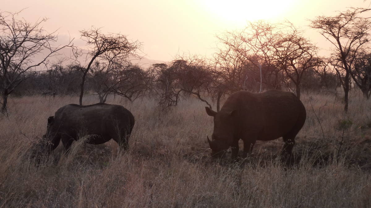 rhinos at dusk
