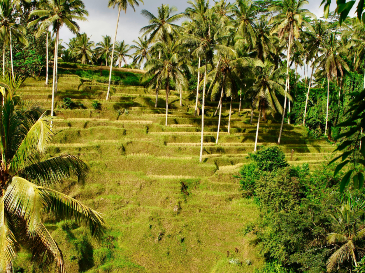 rice fields