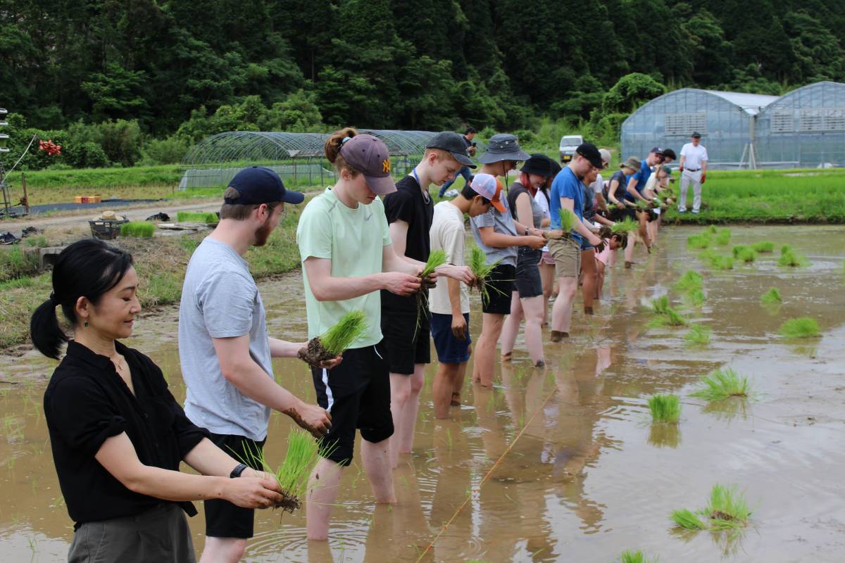 Rice Planting