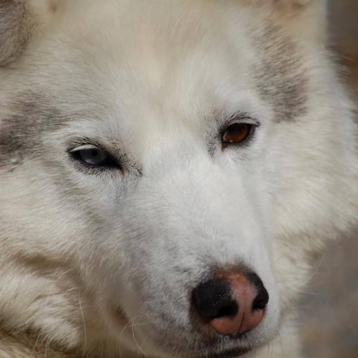 bear cubs in nature