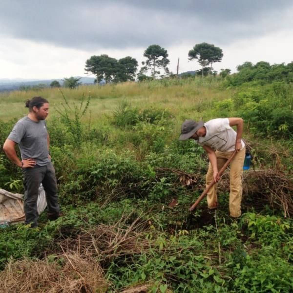 Volunteers planting mango trees in Uganda
