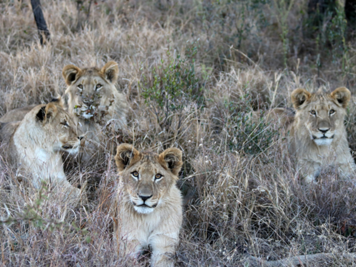 Lions in South Africa Dinokeng Game Reserve