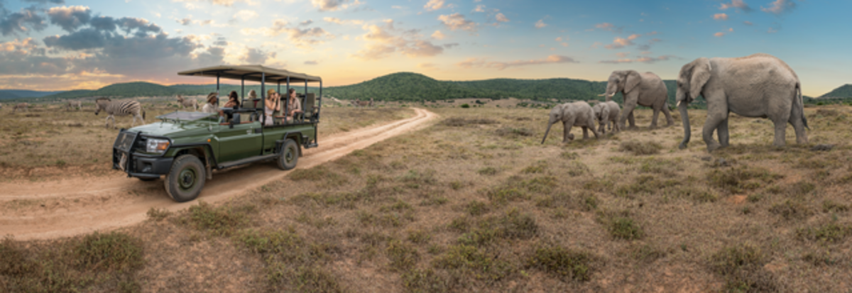 Safari