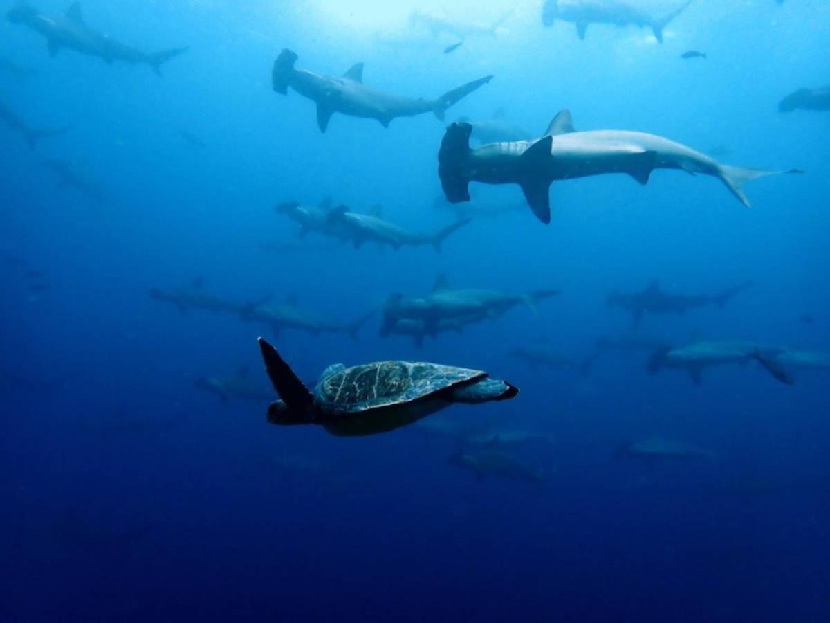 school of scalloped hammerhead sharks swimming alongside a sea turtle