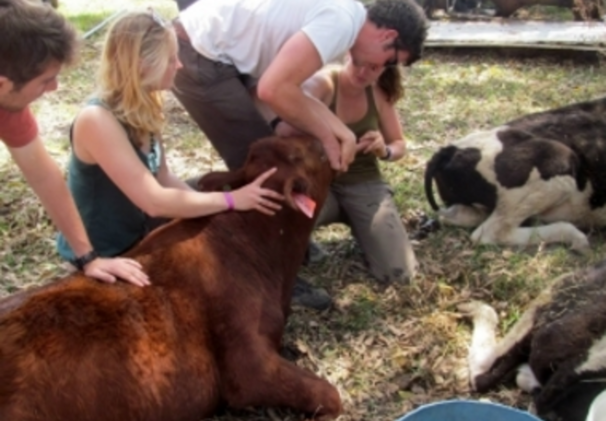 Pre-Veterinary Internship in South Africa — photo 1