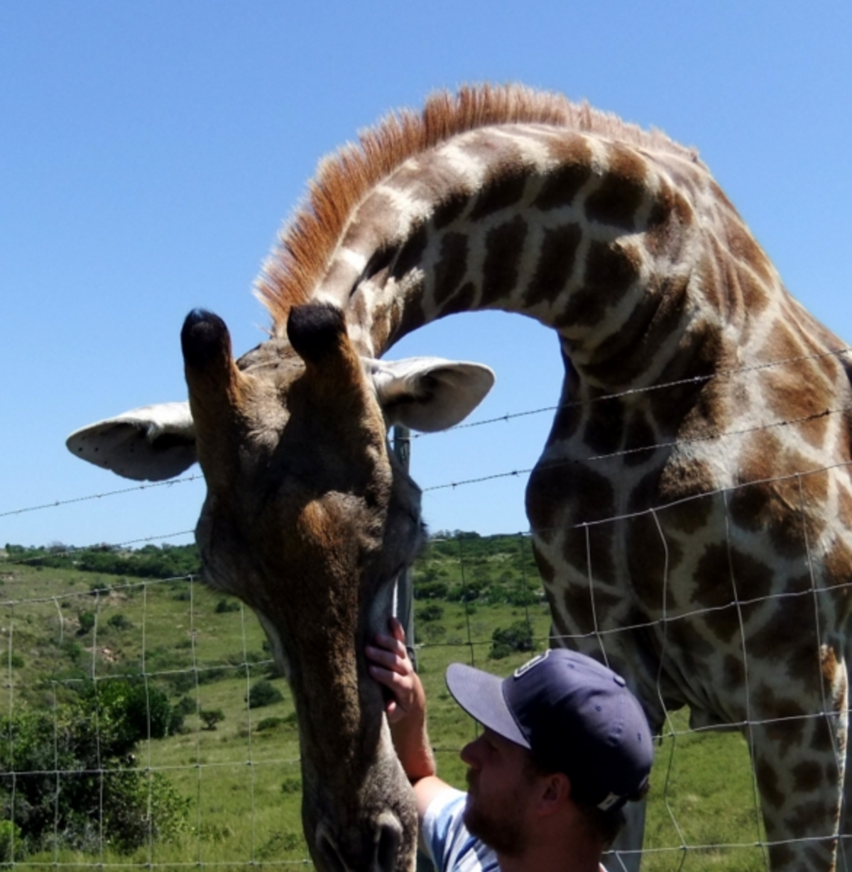 Pre-Veterinary Internship in South Africa — photo 3