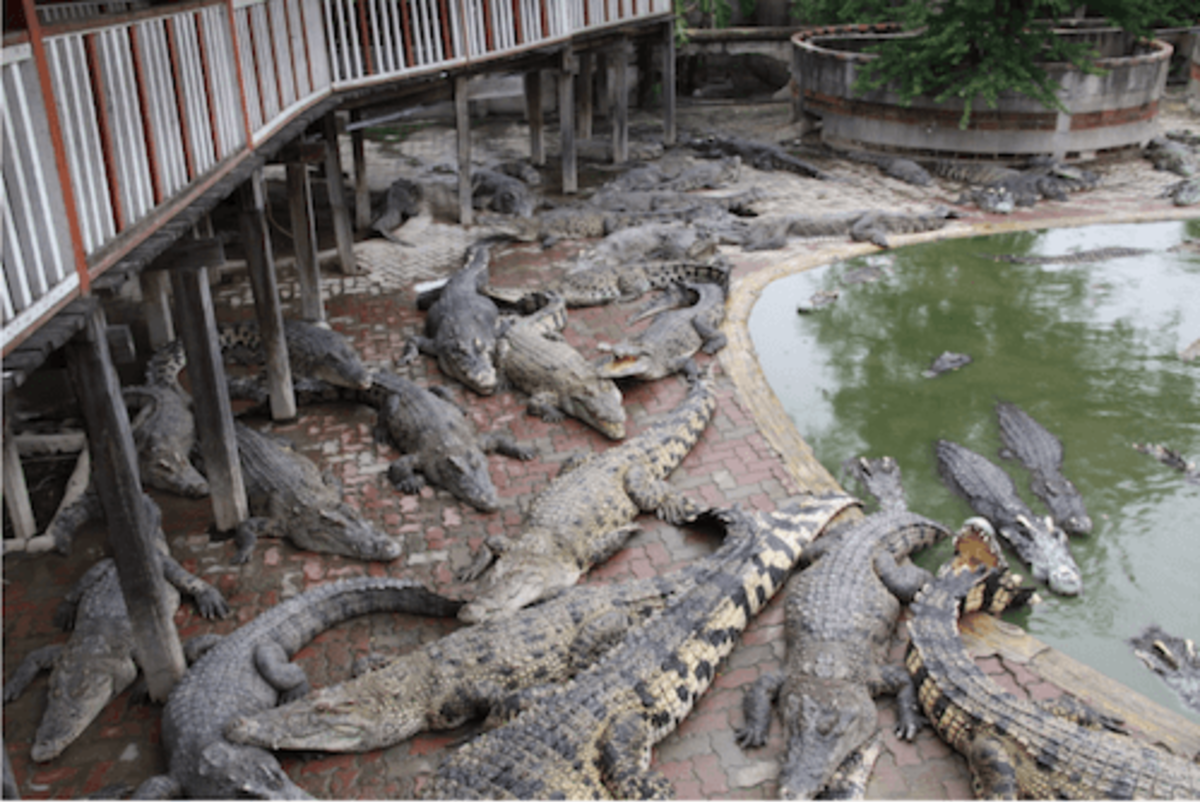 Crocodile Park Internship