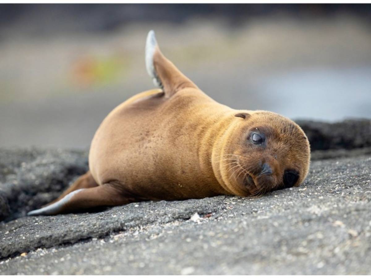 sea lion pup