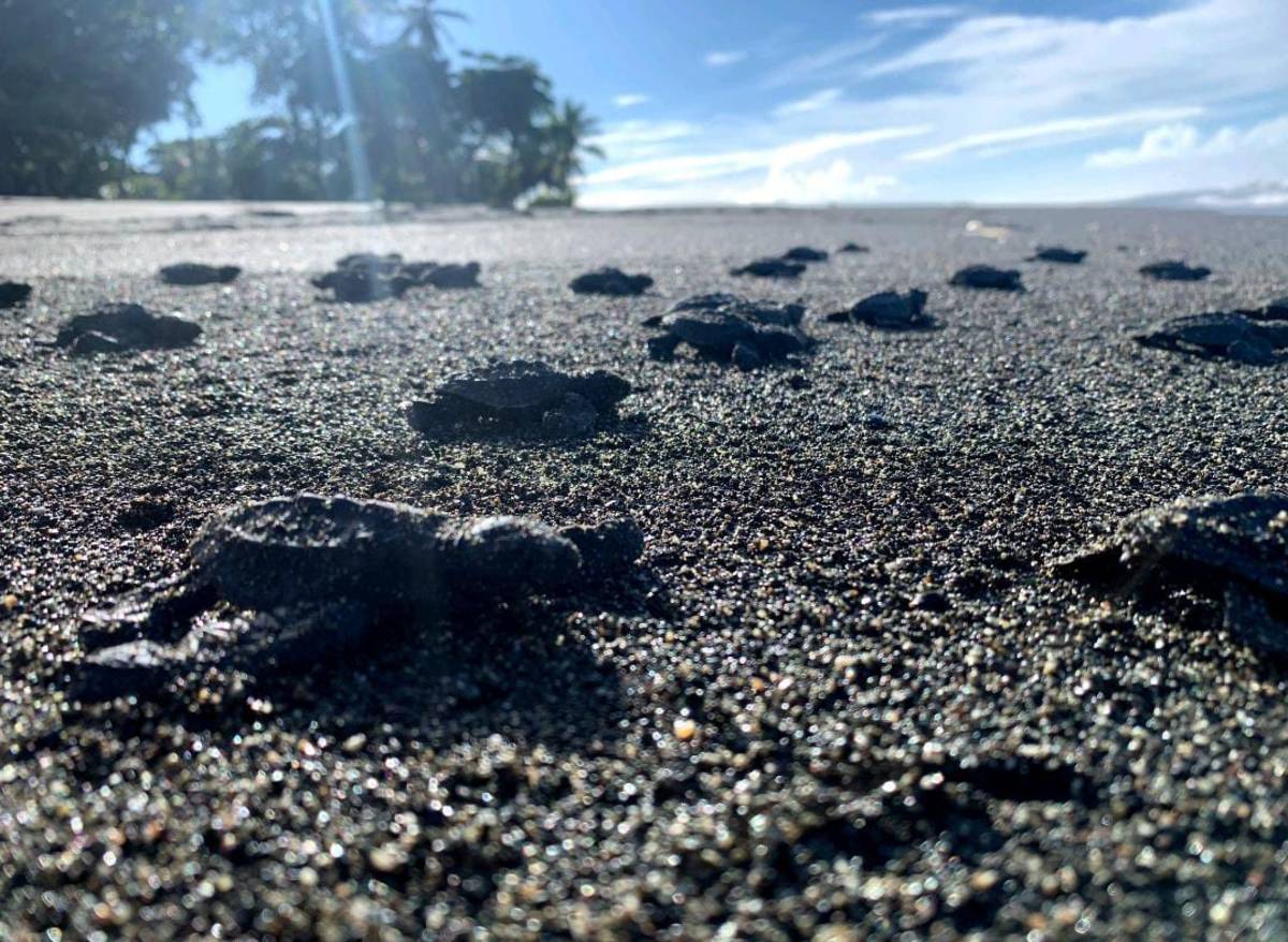 Sea Turtle Conservation Internship in Costa Rica
