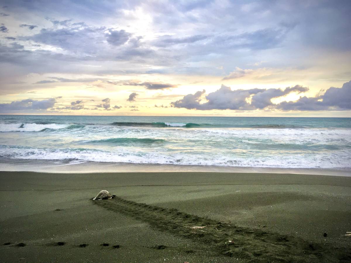 Sea Turtle Conservation Internship in Costa Rica