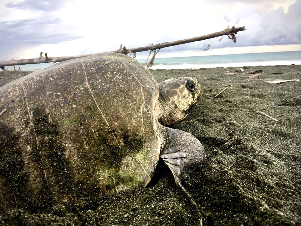 Sea Turtle Conservation Internship in Costa Rica