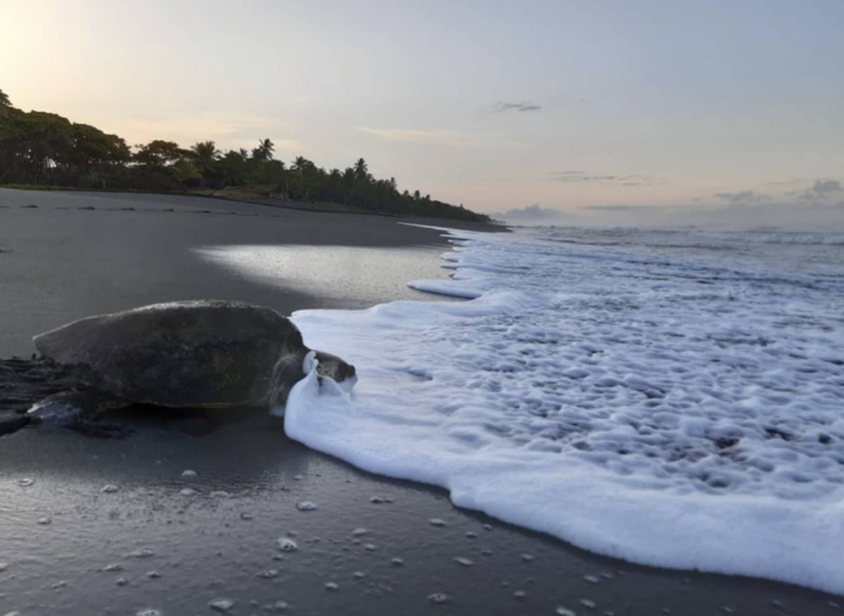 Sea Turtle in Costa Rica