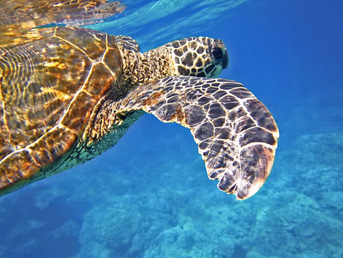 sea turtle