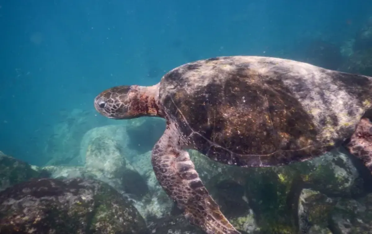 Sea turtle