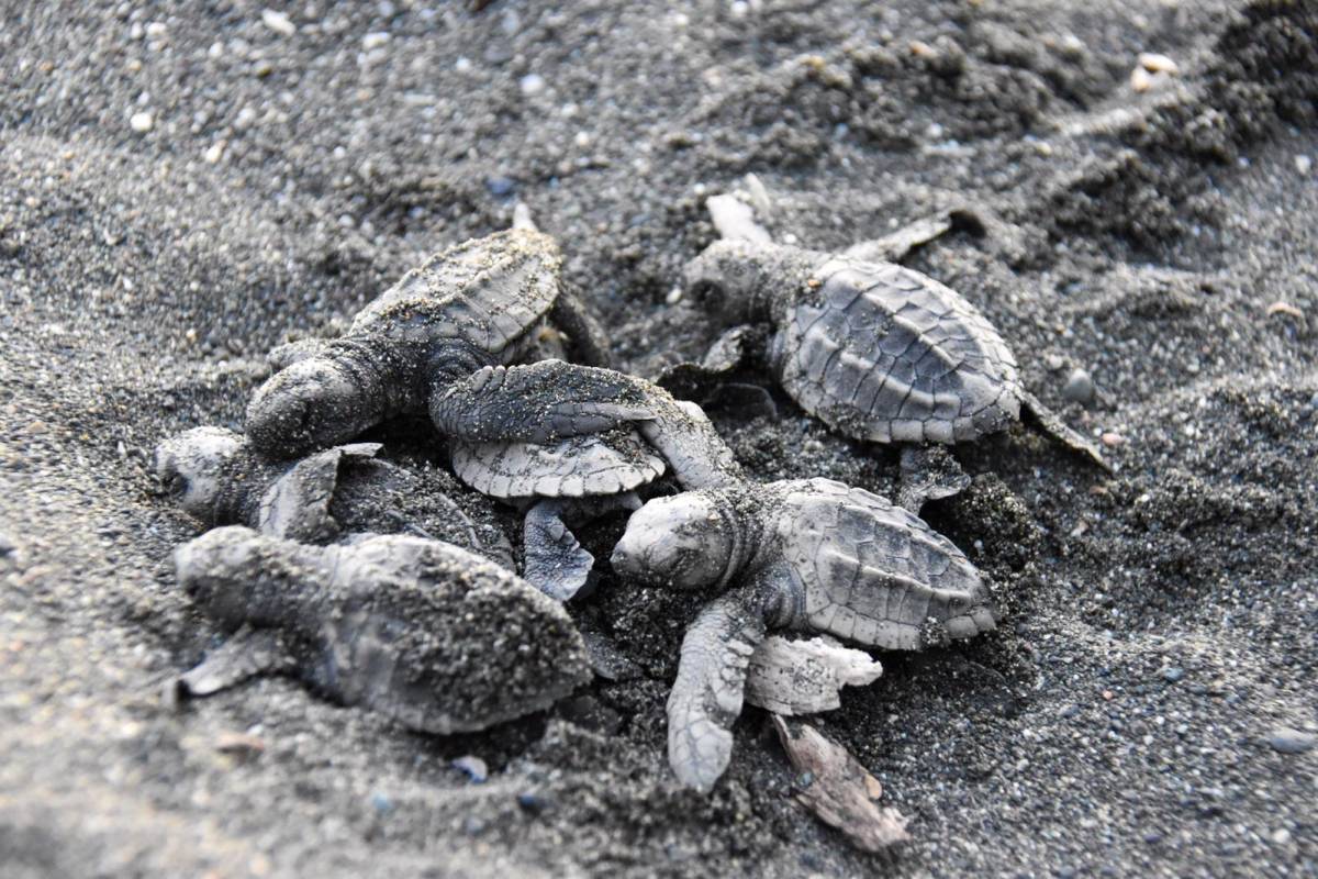 Sea Turtles in Costa Rica