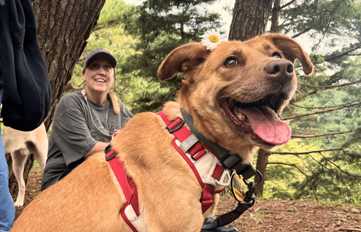 Seoul Culture Week & Rescued Animal Care Volunteering